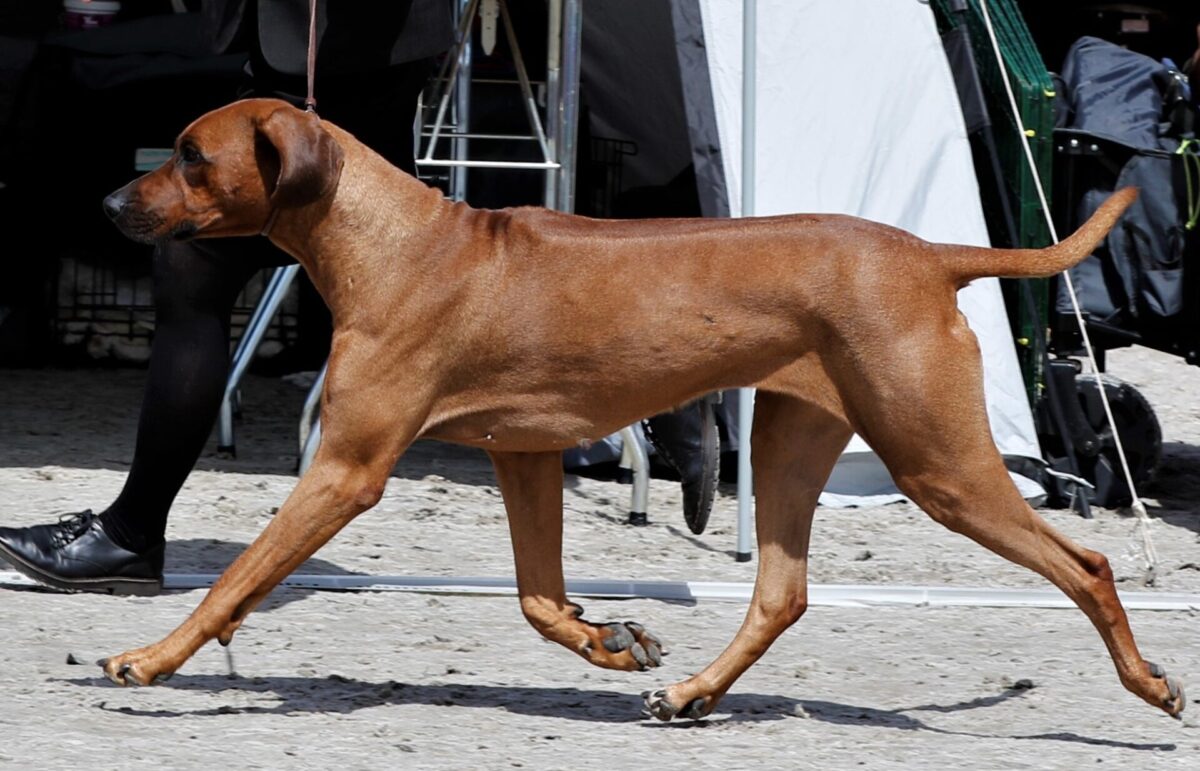 Male Champion Rhodesian Ridgeback Champions - Rhodesian Ridgeback Klubben