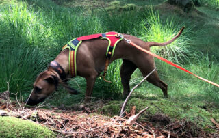 Ridgeback til Schweissprøve